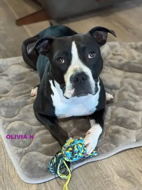 Olivia N photo 3