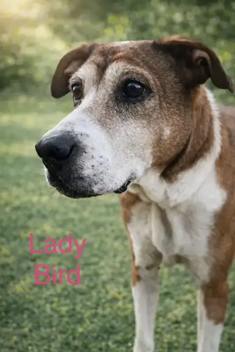 Lady Bird *Local* photo 3