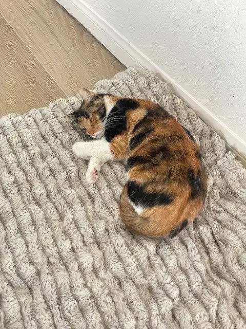 Mama Cat
