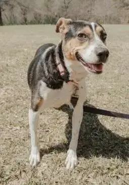 Daisy photo 2
