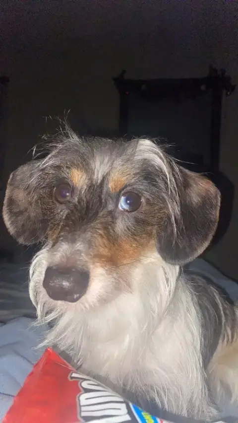 Bluey photo 4