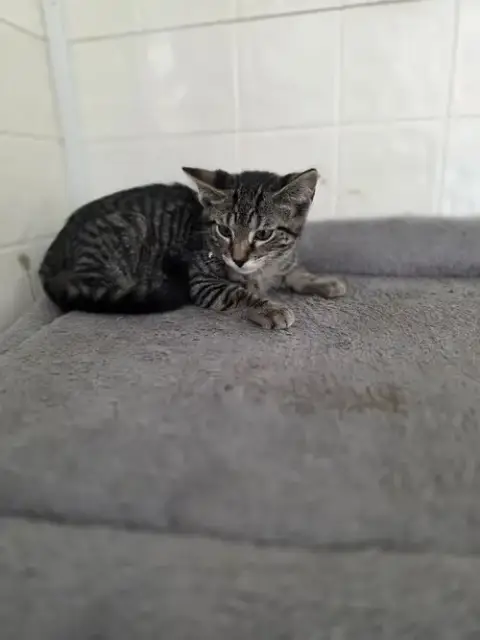 Season Kitties photo 4