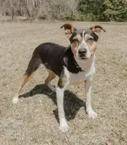 Daisy