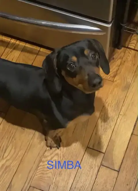 Simba 2 photo 4
