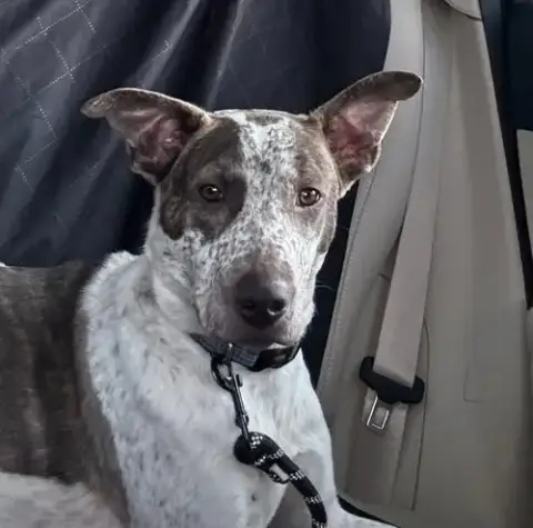 Beau