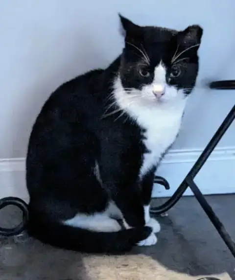 Tuxedo Man photo 4