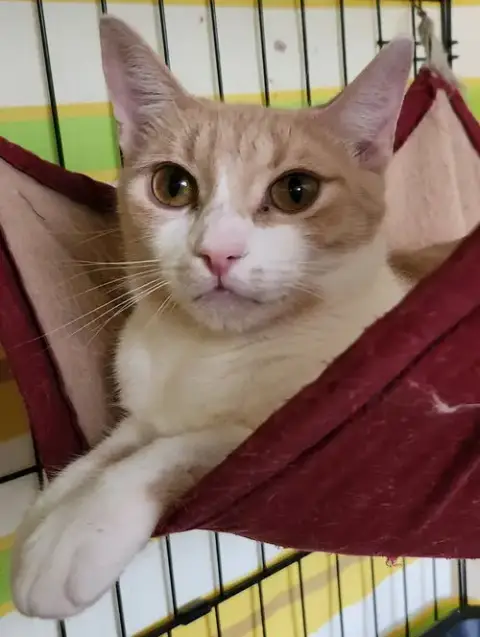 Mama