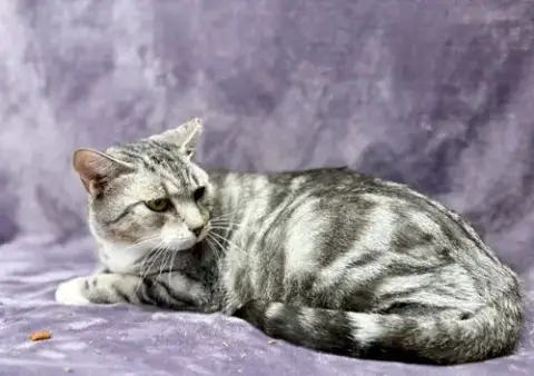Felix photo 2