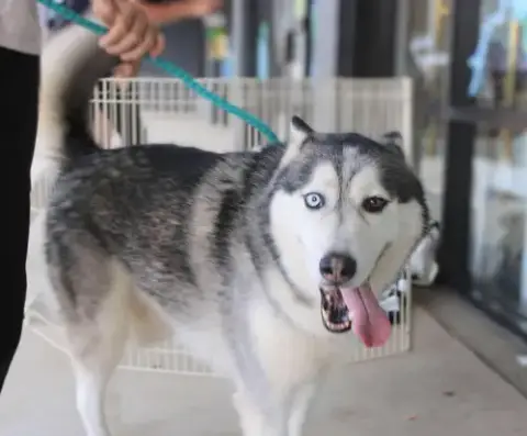 Hachi photo 2