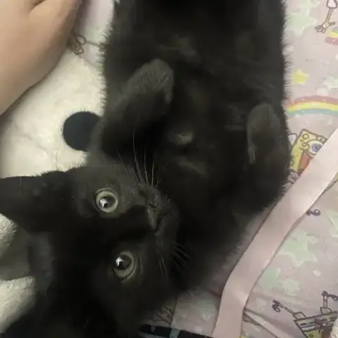 Toothless photo 2