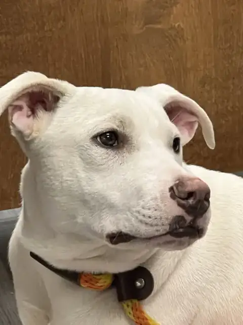 Ruger photo 2