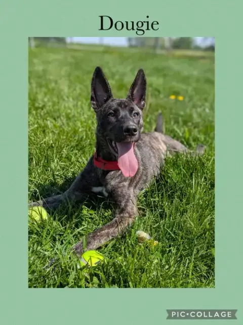 Dougie