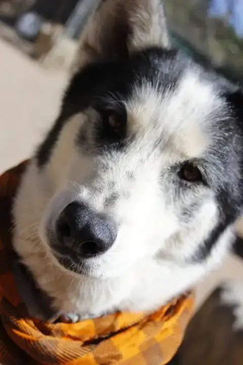Koda photo 4