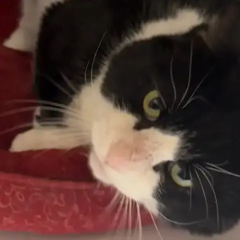 Sylvester photo 3