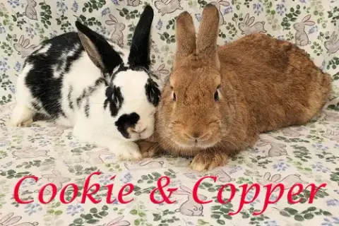 Cookie