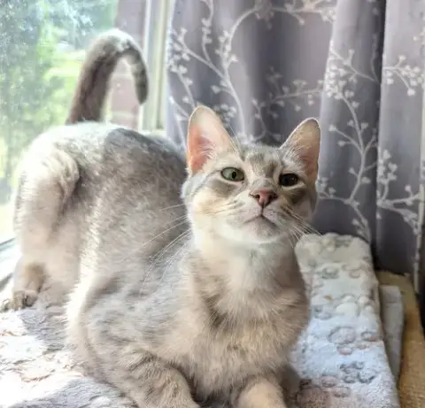 Kitten Emmy Lou Harris photo 3