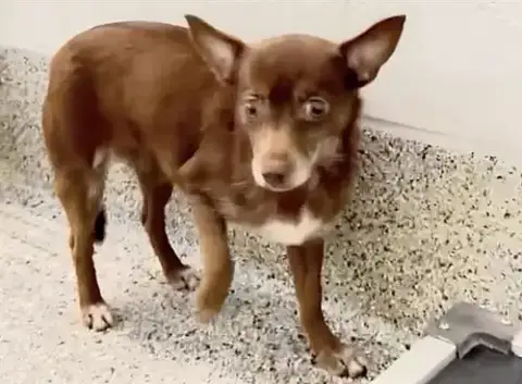 Brownie