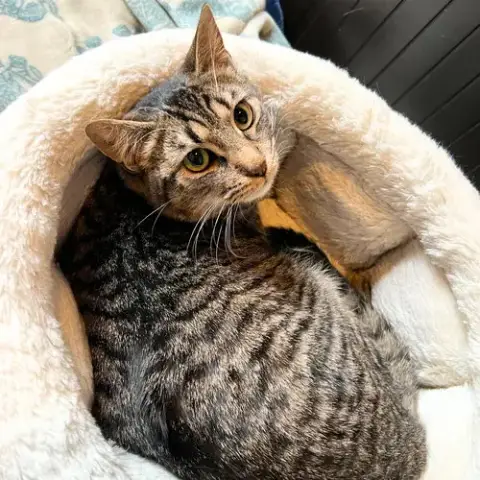 Sir Isaac Mewton photo 4