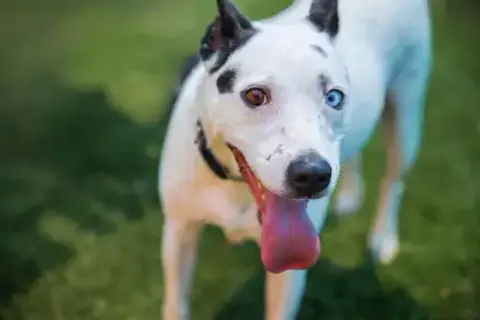 Bella