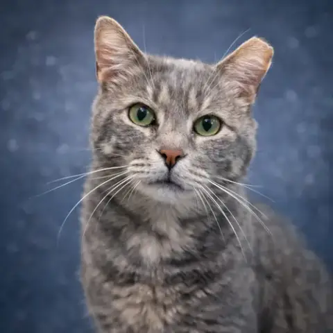 Wilbur