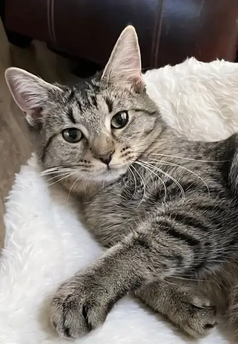 Kitten Miss Rey Rey photo 4
