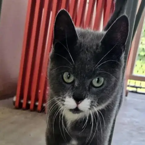Benson