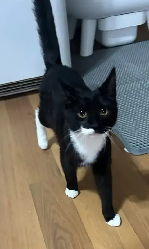 Oreo photo 2