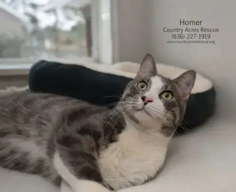 Homer