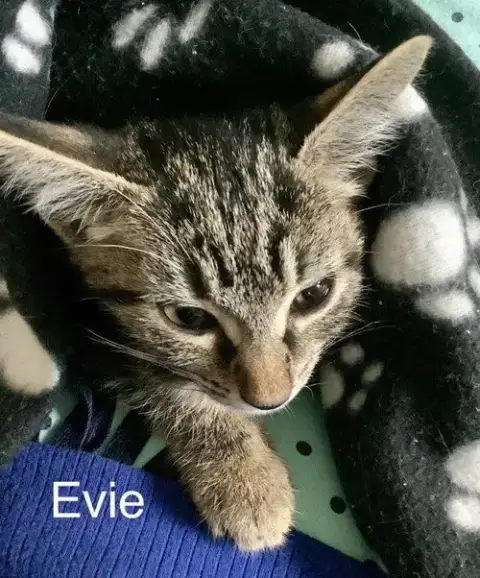 Evie photo 3