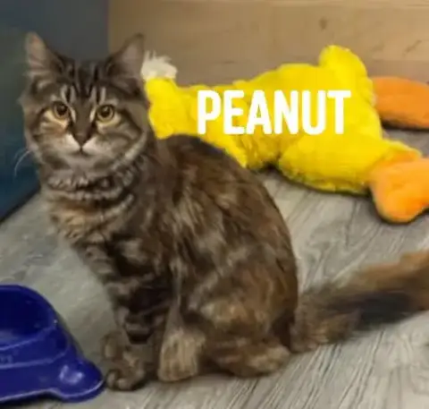 Peanutbrittle photo 4