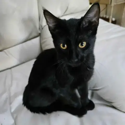 Castor photo 4