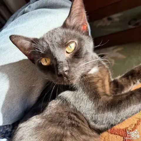 Ace The Cat photo 3