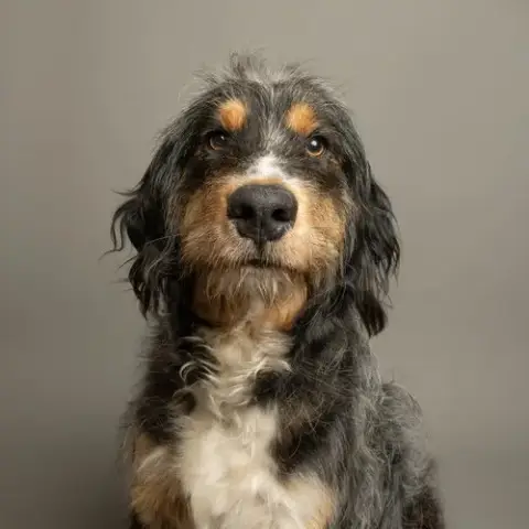 Clyde