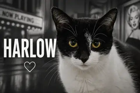 Harlow photo 4