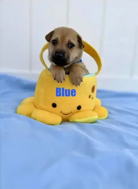 Blue photo 2