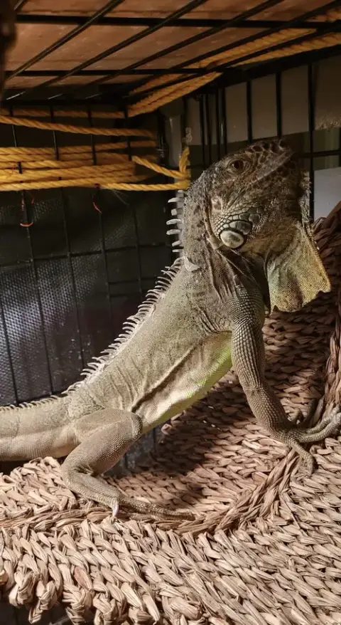 T-Rex