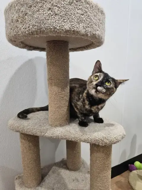Daisy D.