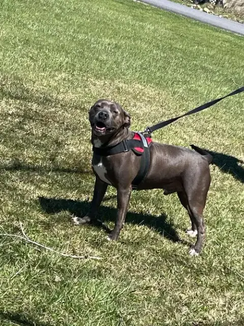 Winston photo 2
