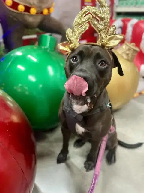 Sweetie photo 4