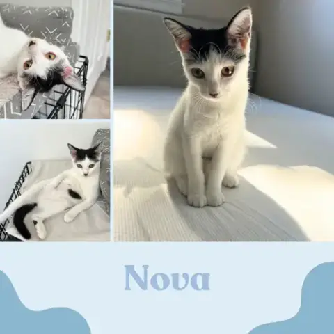 Nova And Rowan- Dog Friendly! photo 5