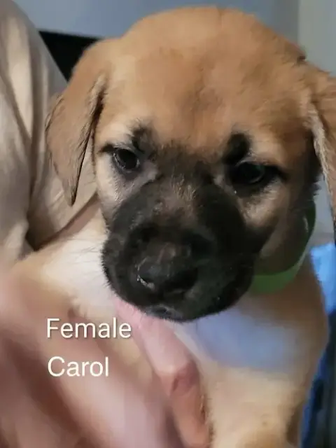Carol photo 2
