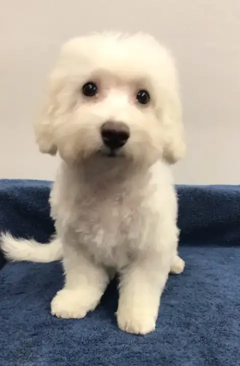 Seamus