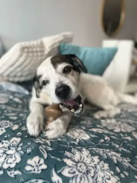 Milo Aka Hank photo 2
