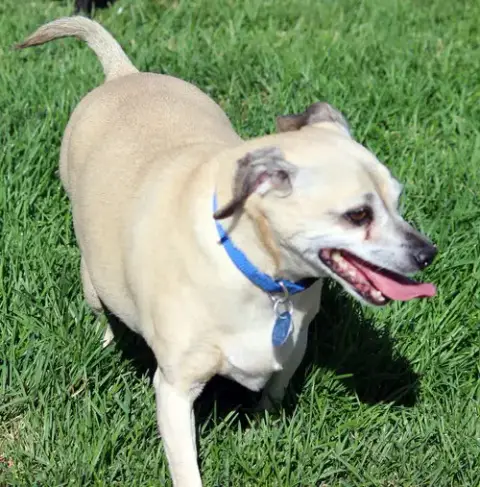 Duke photo 3