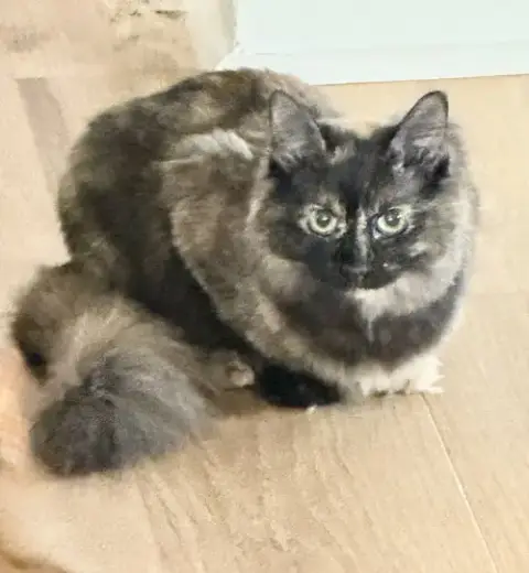 Kitten Stormy photo 2