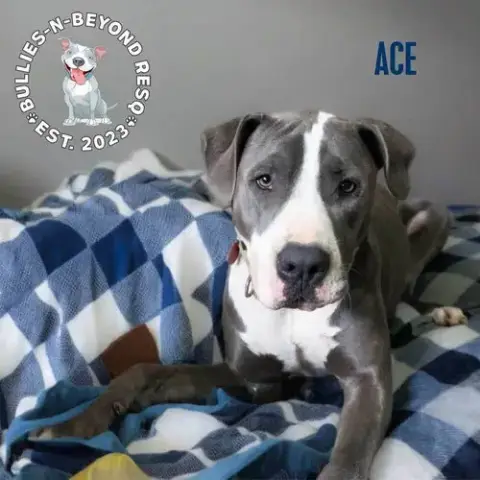 Ace photo 4