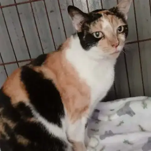 Prudence #Striking-Calico photo 2