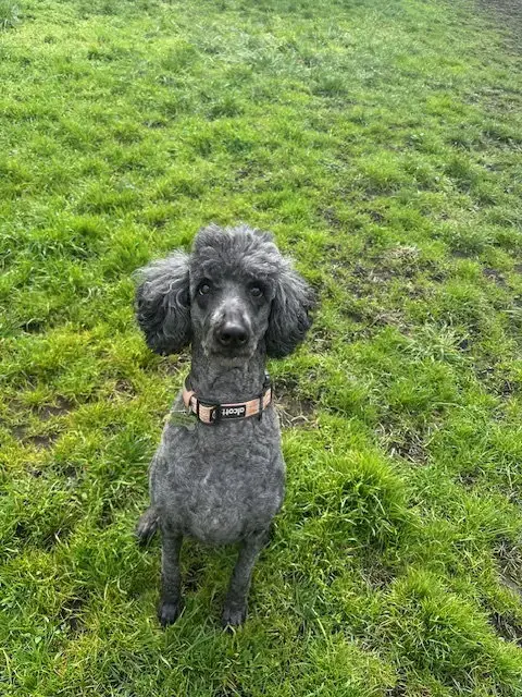 Neela