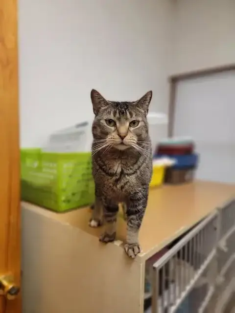 Jake