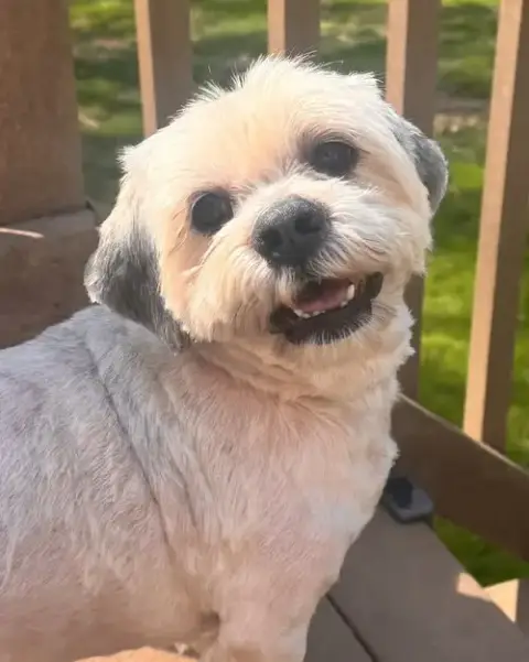 Brian